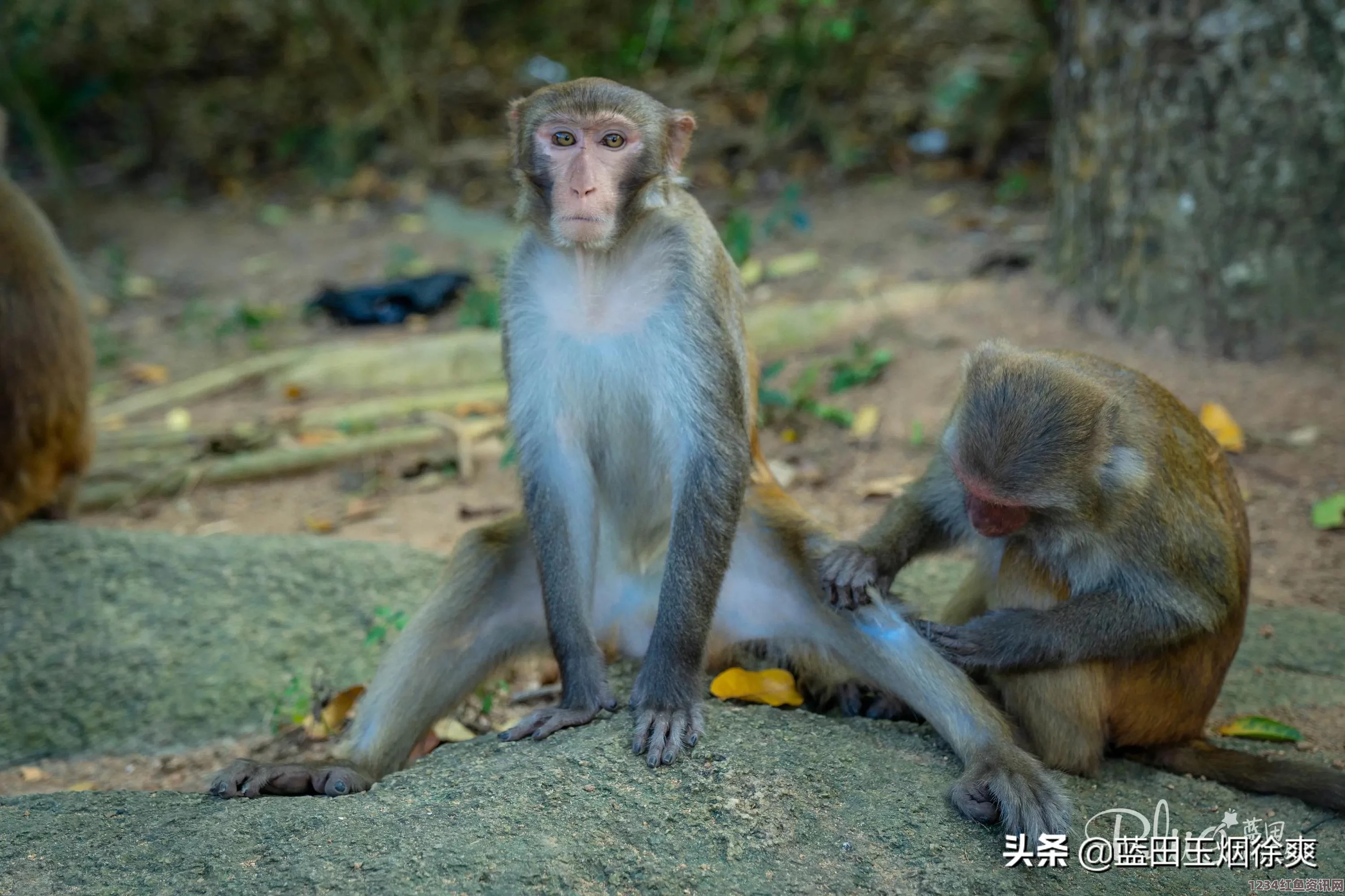 南太平洋海底发现二战激战遗骸，被击落的战斗机揭示历史真相