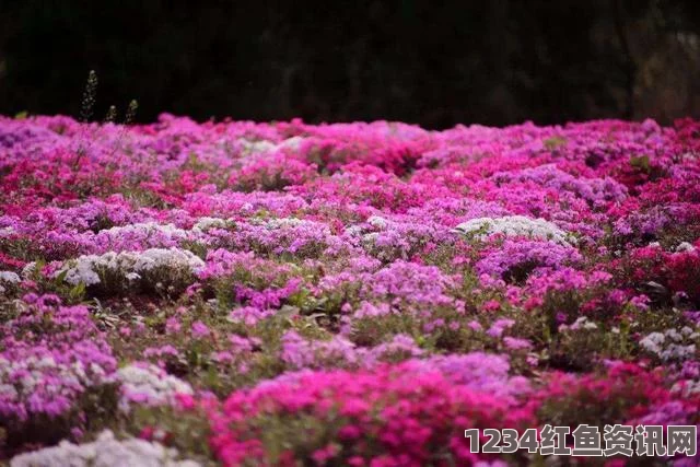 日本富良野紫色薰衣草花海，梦幻之旅的浪漫篇章