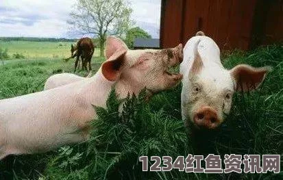 天降猪肉！美佛州一户人家半夜被猪肉包裹砸中，奇闻背后的故事