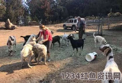 智利牧羊犬弃牧羊职责，投身焦地森林植树造林行动