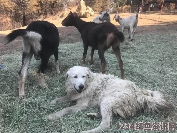 智利牧羊犬不看羊 到焦地森林播种植树(图)