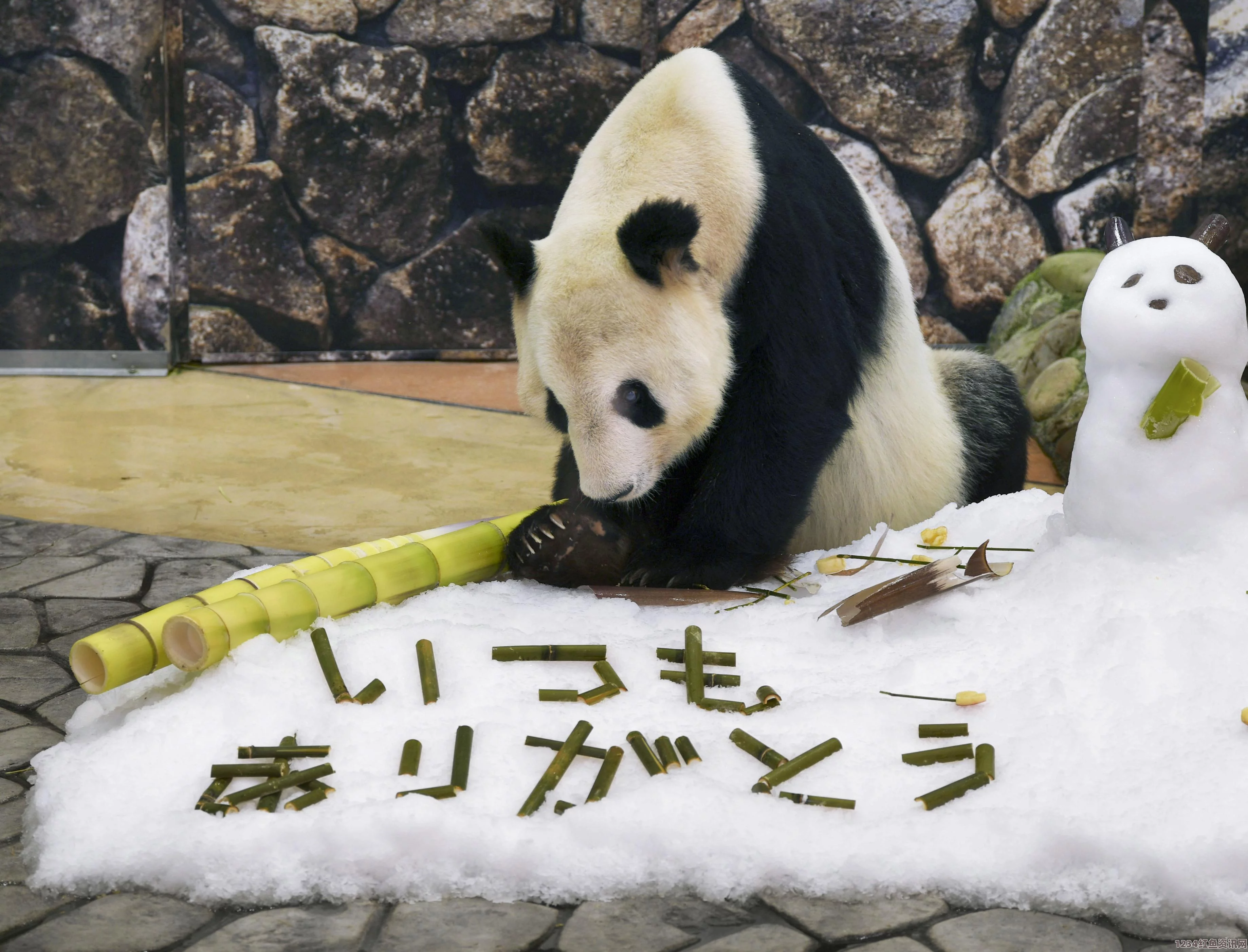 日本为熊猫永明庆祝父亲节，网友盛赞永明为熊猫界最强雄性