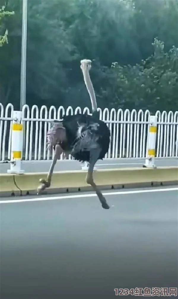 非洲鸵鸟与自行车手公路赛跑，惊现速度与激情的较量——视频走红网络（附图）