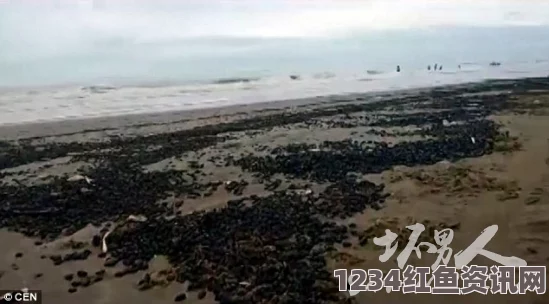 阿根廷海滩惊现大量黑色甲虫，疑似恐怖电影场景再现（附图）