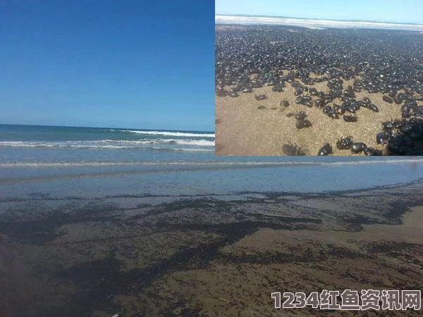 阿根廷海滩惊现大量黑色甲虫，疑似恐怖电影场景再现（附图）