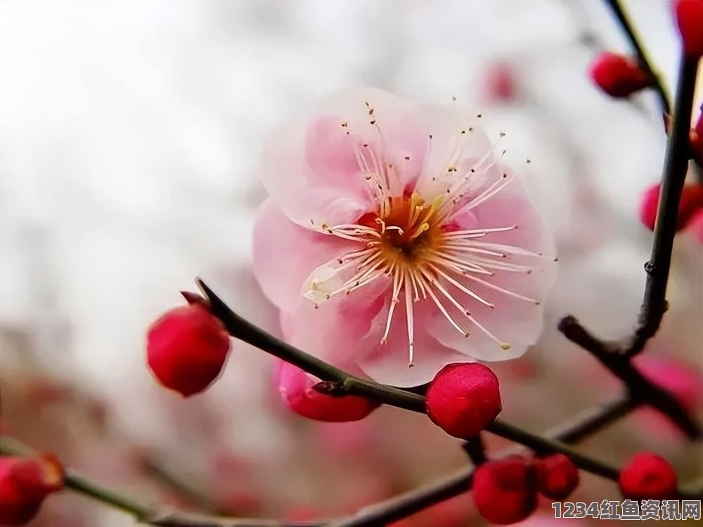 阴阳师手游，樱花妖与桃花妖的深度对比与选择指南