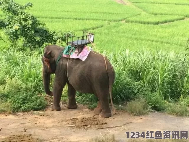 泰国旅游意外，英国男子骑大象不幸身亡事件回顾与问答