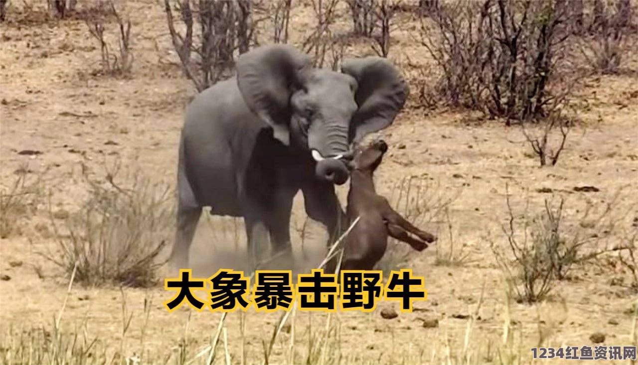 罕见大象暴怒场景揭秘，水牛遭抛起致死事件（附详细图片）