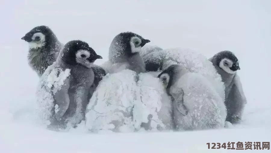 南极帝企鹅宝宝暖心相依，御暴风雪展现萌萌哒温情