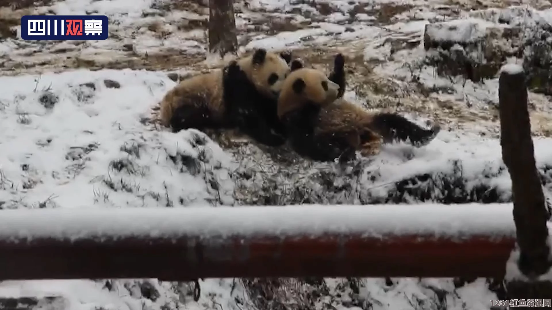 美国大熊猫玩雪热潮，从视频走红到熊猫服玩雪风潮