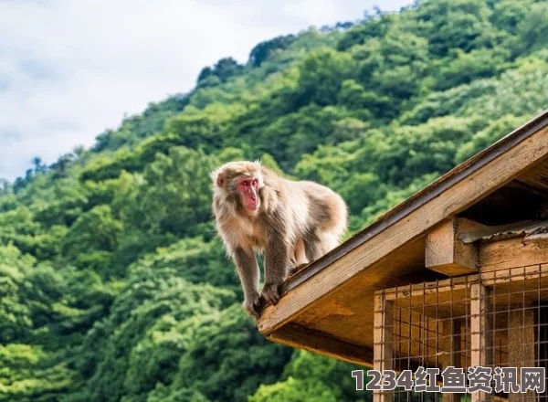 日本琦玉县东武动物园猴子泡温泉 悠闲享受冬日温泉时光趣闻