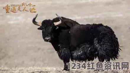 人伦人与牲囗恔配视频无人区码尺码的制定过程：激情探索与严谨评价交织的创作旅程