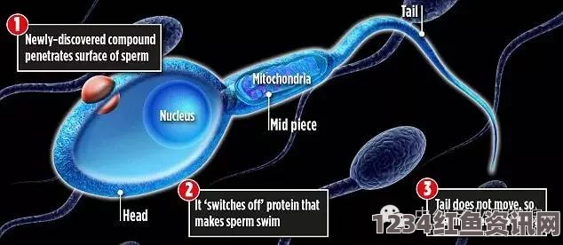 日本科学家研发出新型男性避孕药，暂时控制精子功能