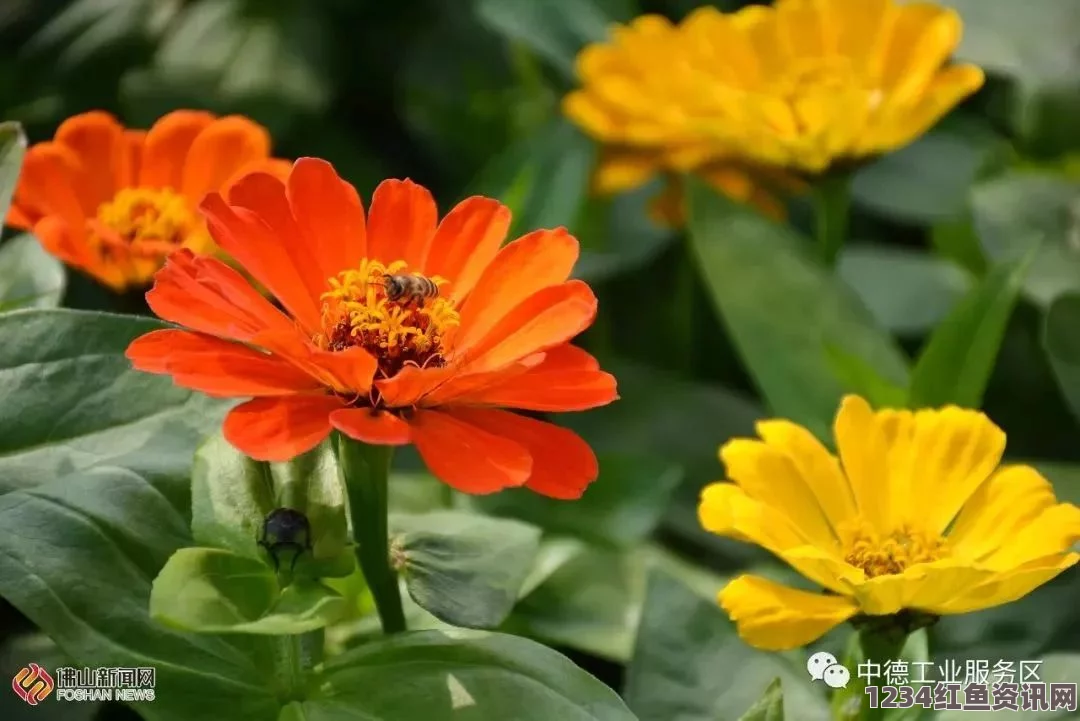 NASA空间站内百日菊盛开，首次绽放的花朵在太空中展现生机（组图）