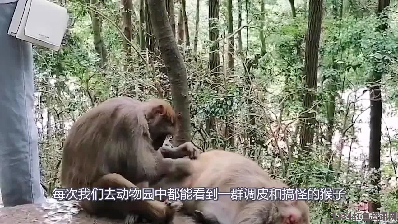 两人生猴子全程无被子可以吗——探索武打片中的刺激与情感交织，影视与小说的精彩评价