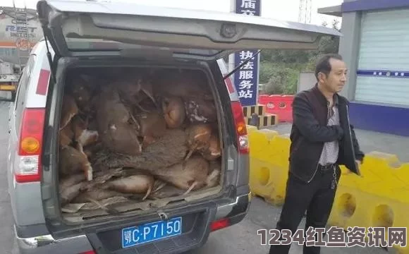 法国运猪车高速侧翻事件，安全部队全力救援与捕猪行动（现场图）