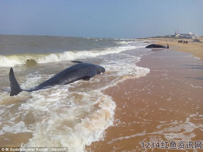 海滩惊现危机，印度南部海滩鲸鱼搁浅事件纪实，至少四头鲸鱼死亡