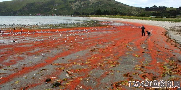 新西兰海岸小龙虾群涌现，海水染红惊现画面（附图）