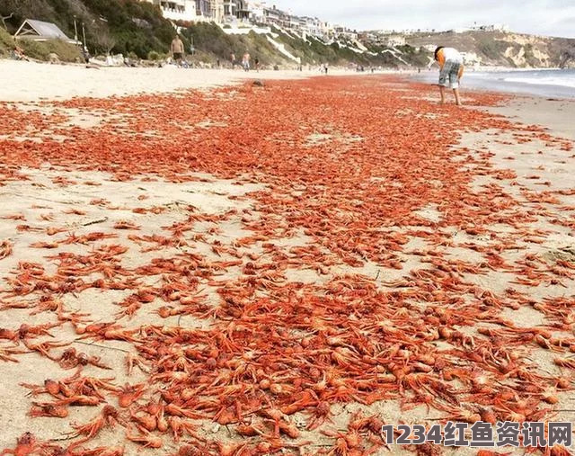 新西兰海岸惊现小龙虾群，海水被染红（附图）