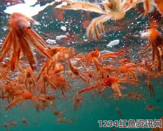 新西兰海岸惊现小龙虾群，海水被染红（附图）