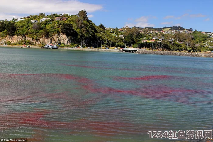 新西兰海岸惊现小龙虾群潮汐现象引发海水染红奇观