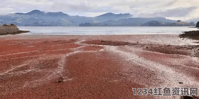 新西兰海岸惊现小龙虾群潮汐现象引发海水染红奇观