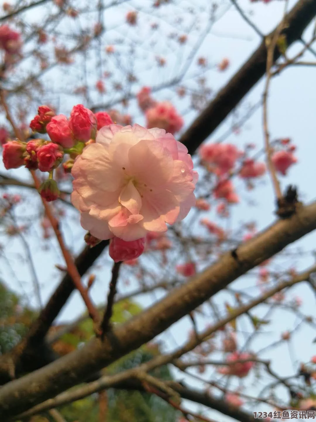 阴阳师3.16更新内容详解，樱花祭福利活动盛大开启，丰厚奖励等你来拿