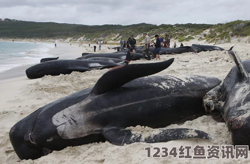 南非海滩搁浅巨型虎鲸死亡，腹中惊现垃圾堆积如山（图文详述）