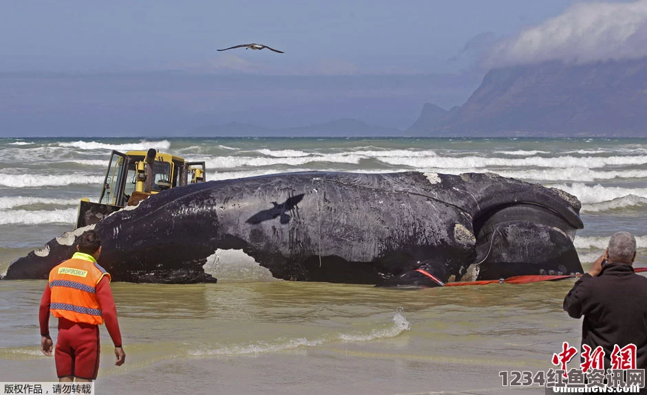 一虎鲸鱼在南非海滩搁浅死亡，腹中惊现垃圾填塞（图文报道）