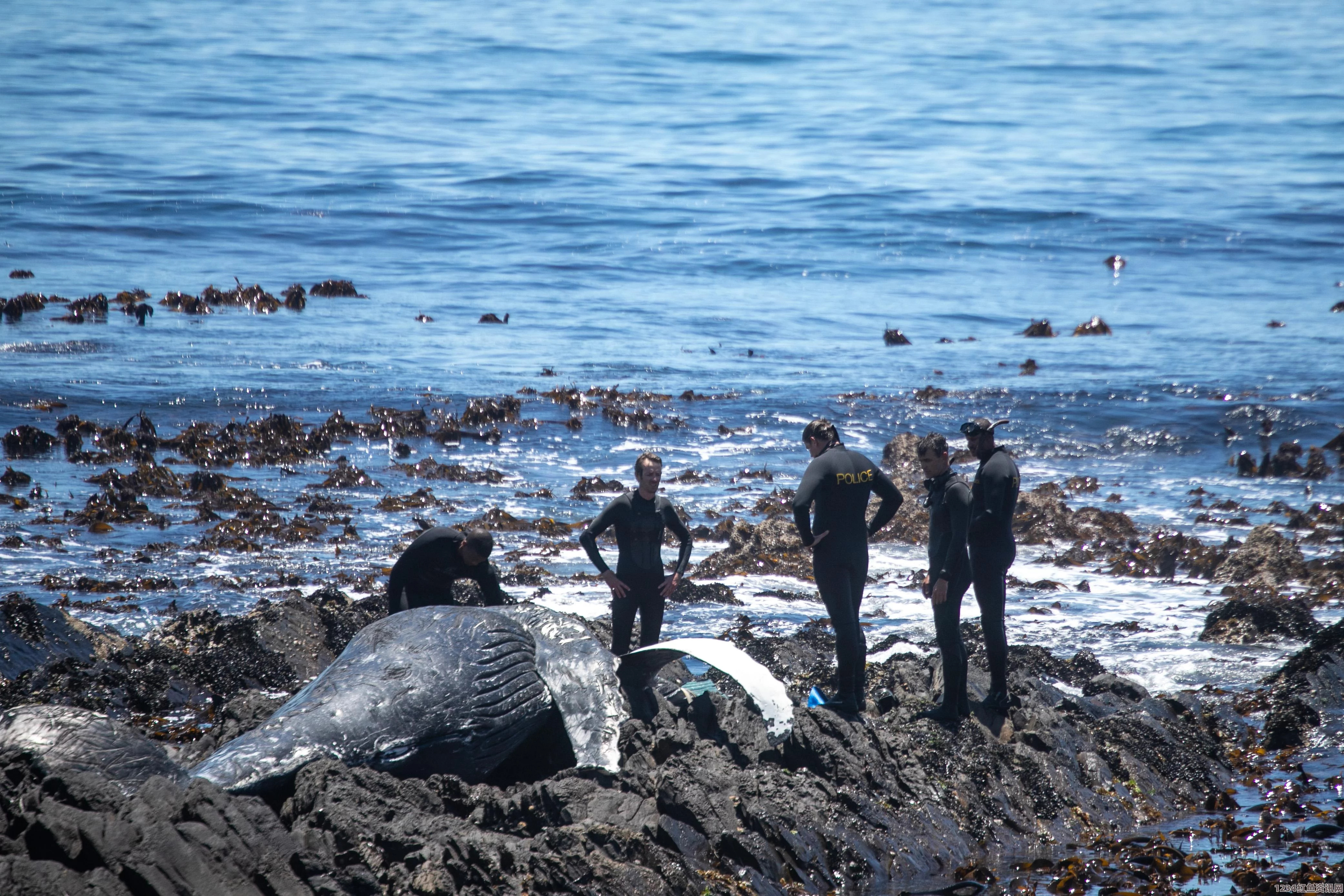 南非开普敦海滩发现巨型座头鲸尸体，死因待查，引发关注（附图）