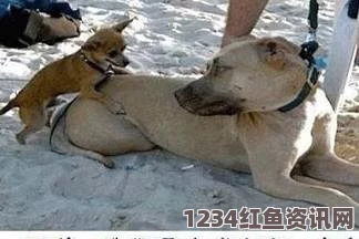 人or猪or狗9 1免费版九幺：探索刺激与激情交织的游戏体验，带你领略无尽的乐趣与挑战