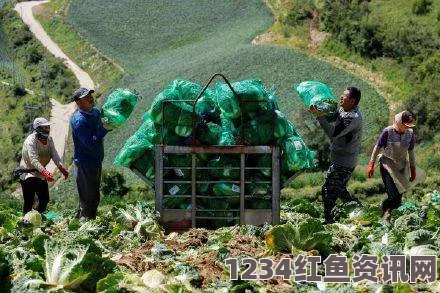 韩国遭遇四十年罕见大旱致白菜价格飙升