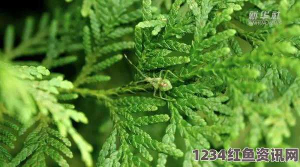 日本72种扦插方式：探索植物繁殖的奥秘，感受大自然的无限魅力与生命的激情交织