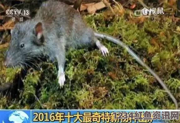 印度尼西亚发现神秘新物种，猪鼻鼠——老鼠界的新面孔与独特猪鼻探秘（图）