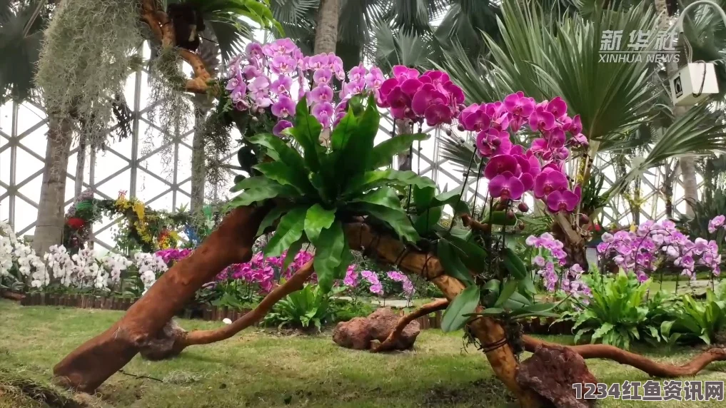 揭秘日本植物园中的独特发现，猴脸兰花惊艳亮相（图）