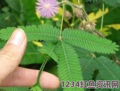 十九岁免费观看全集完整版含羞草2024隐藏途径：探索激情画面，感受每一个瞬间的细腻与神秘之美