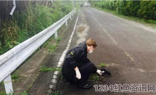 福岛核电站2号反应堆燃料棒溶解状况，最新报告揭示严峻现实与未来挑战