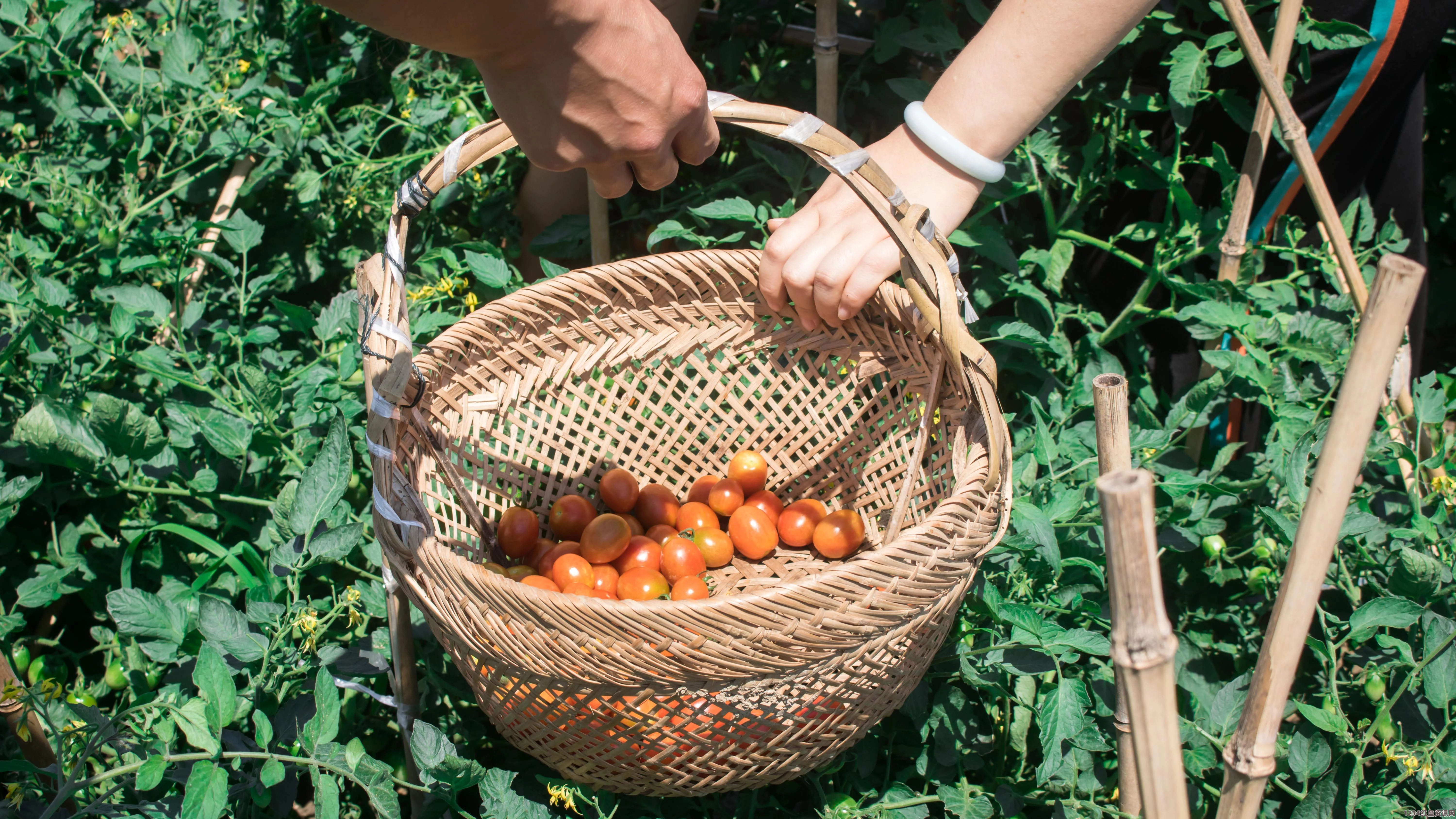 美国女子菜园惊现奇特鸭子番茄 神秘发现引热议（图文）