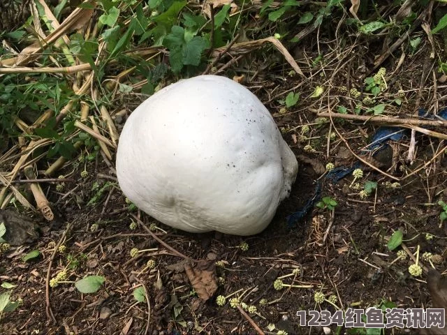 日本埼玉县一神社惊现巨型蘑菇群，形状酷似白馒头集合体