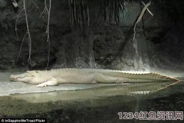 美国水族馆珍稀白鳄离世，网友哀悼珍贵记忆的消逝