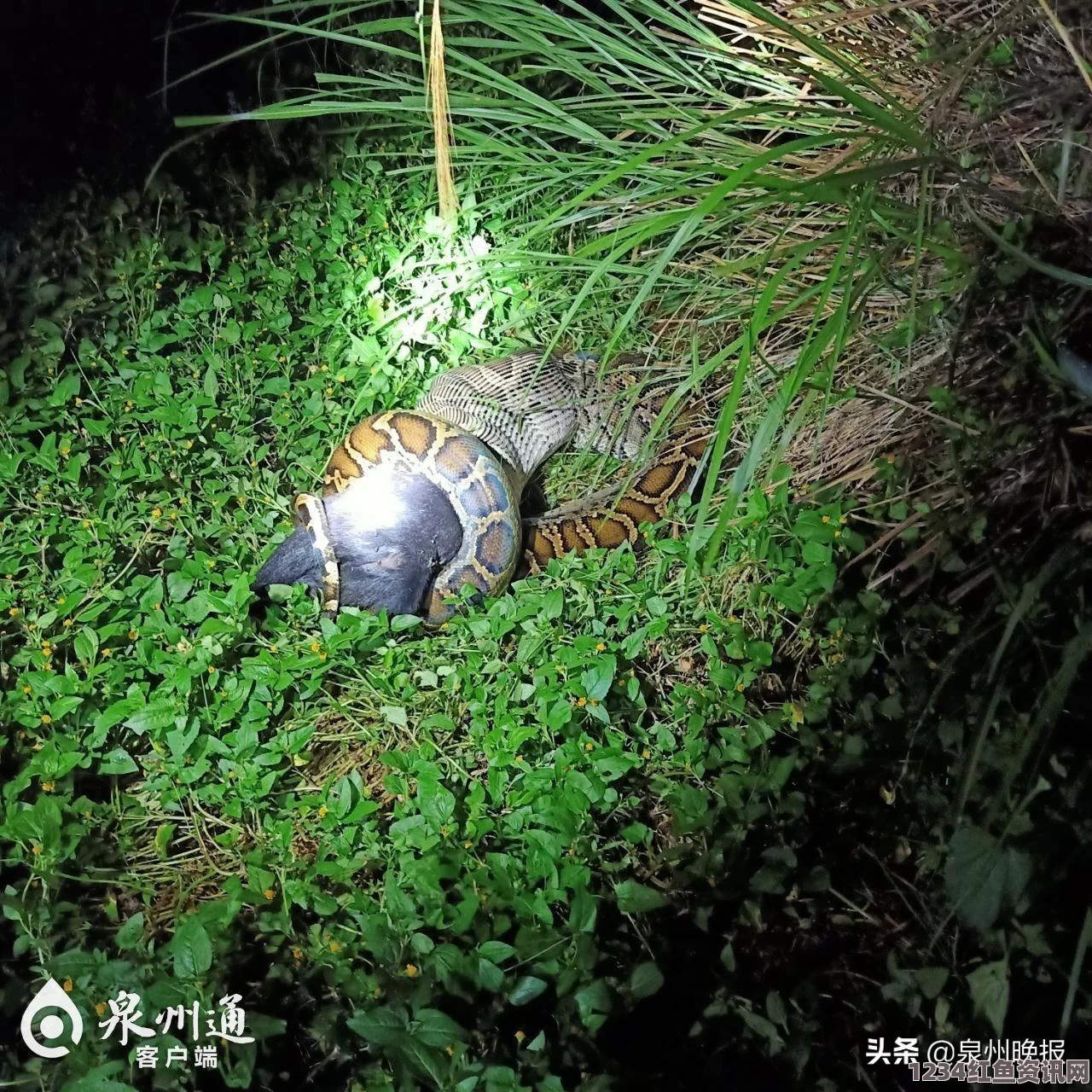 巨蟒吞食野山羊，一场耗时长达24小时的生存挑战（图文）