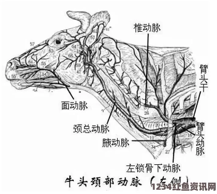 澳大利亚流浪羊五年羊毛奇迹，羊毛成针织衫，见证羊毛的传奇时刻（图）