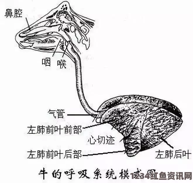 澳大利亚流浪羊五年未剪毛，羊毛可织成数十件针织衫——见证羊毛的奇迹（图）