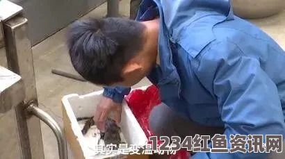 网络热传鳄鱼凶残捕食同伴前腿视频，引发社会关注与讨论