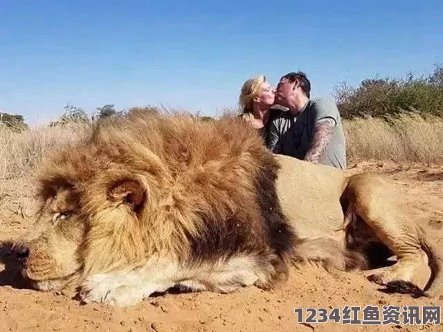 非洲明星狮遭遇猎杀悲剧，剥皮制衣引发社会争议