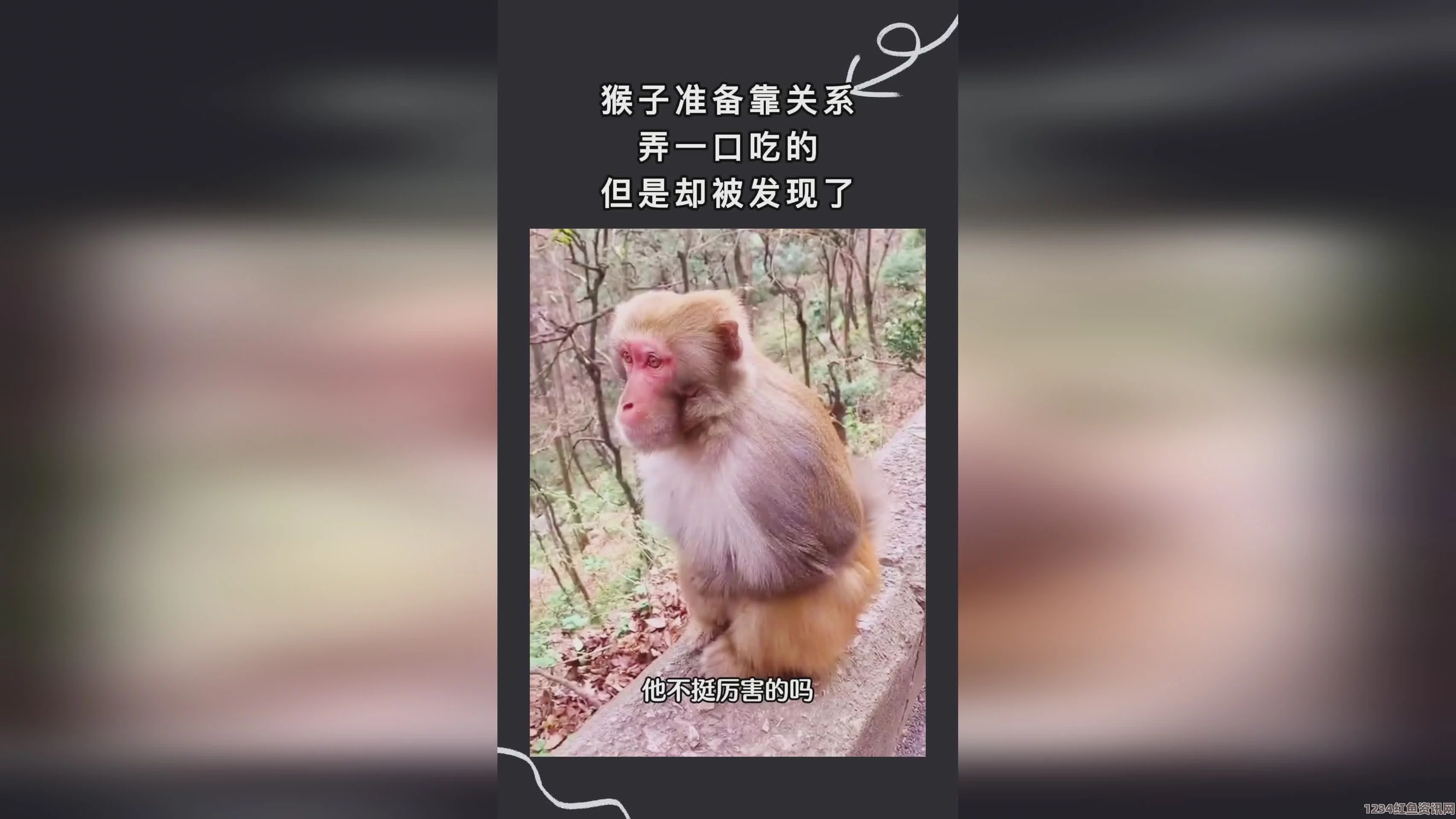 窝窝视频网两个人在一起生猴子好不盖被子——探索影视武打片中的情感与刺激，小说评价及其深层含义