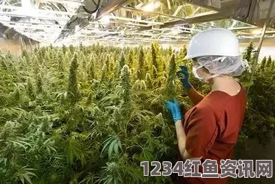 韩国理论大全嫩叶草m码和澳洲码的区别：探索神秘世界，激发好奇心与激情的旅程