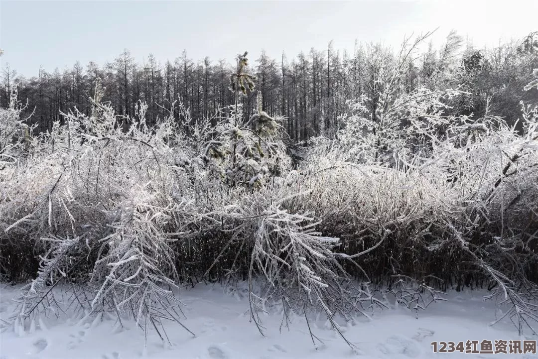 暖雪专属武器效果属性详解，作用与效果一览