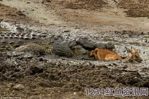 南非罕见景象揭秘，巨型鳄鱼吞食鳄鱼宝宝，专业导游解读罕见生态事件