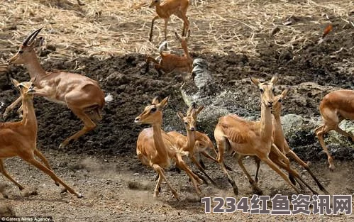 南非罕见景象，巨型鳄鱼吞食鳄鱼宝宝，专业导游揭秘罕见现象